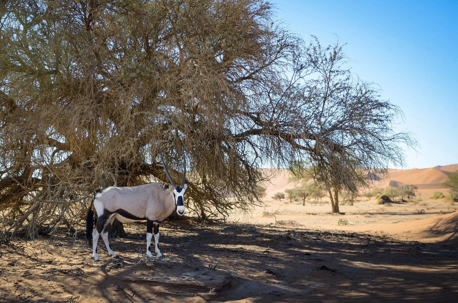 орикс, антилопа орикс, намибия, пустыня намиб, африка, desert, desert namib, namibia, africa, wildlife, wildlife photography, Дмитрий Николаев