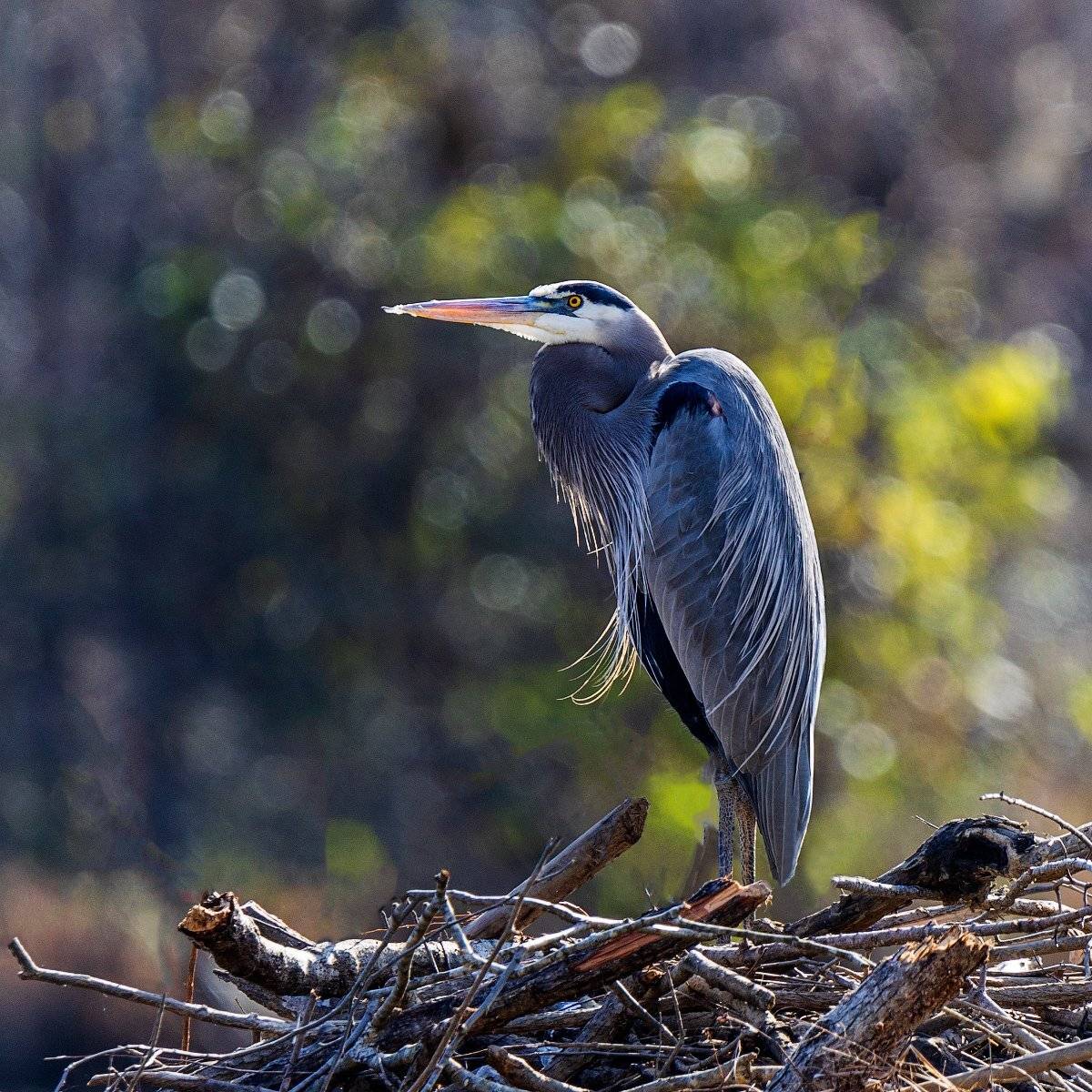 , Леонид Дьяченко