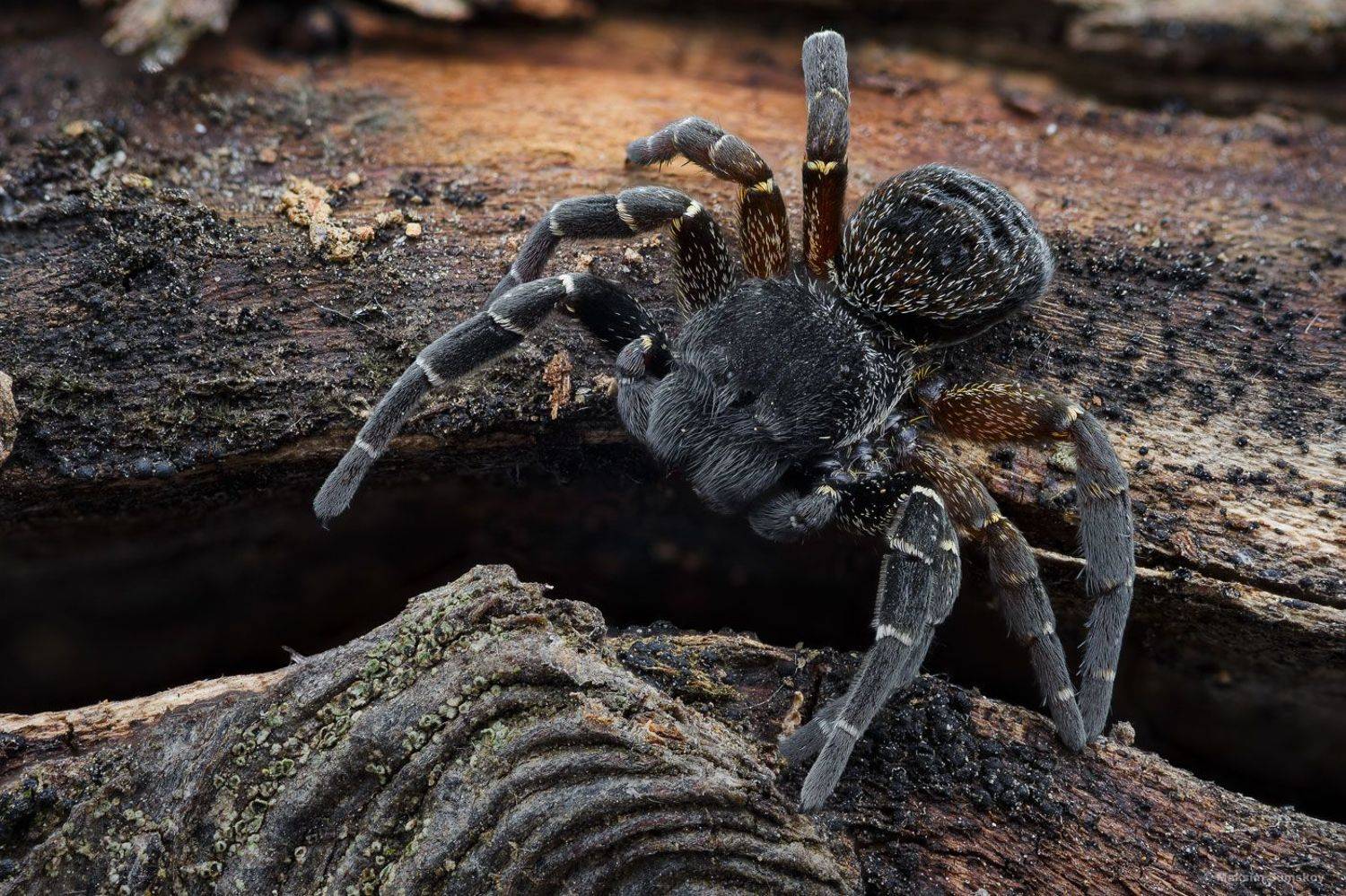 eresus, Максим Сумской