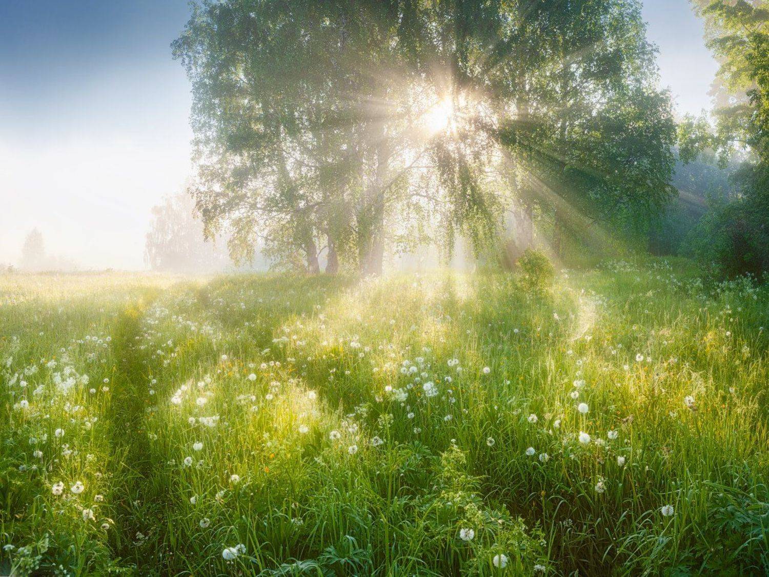 туман, лето, свет, солнце, Дмитрий Медянцев