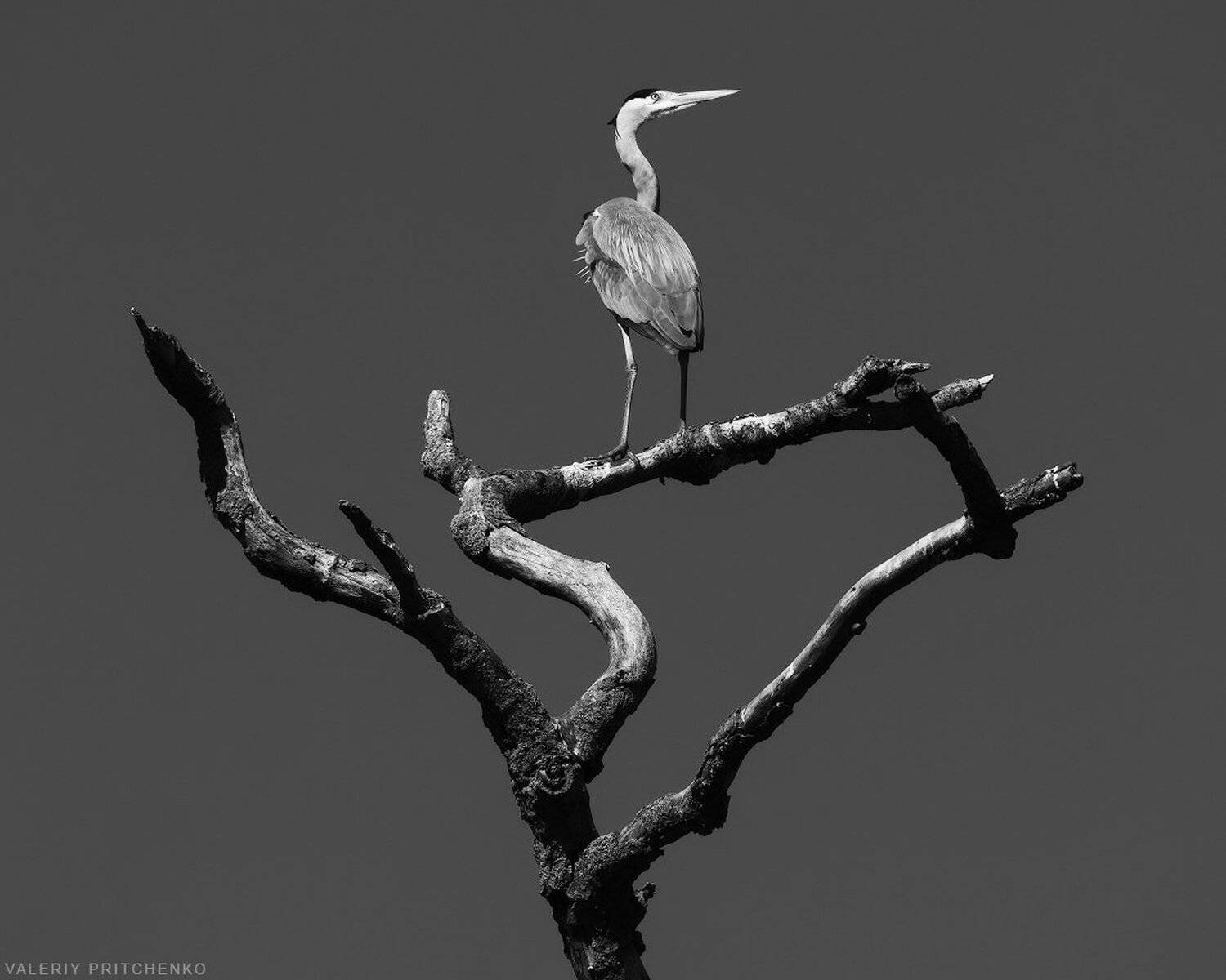 , Валерий Притченко