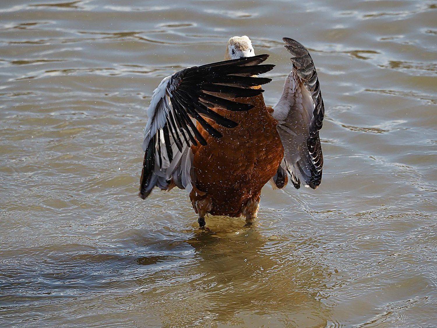 , Сергей Духанин