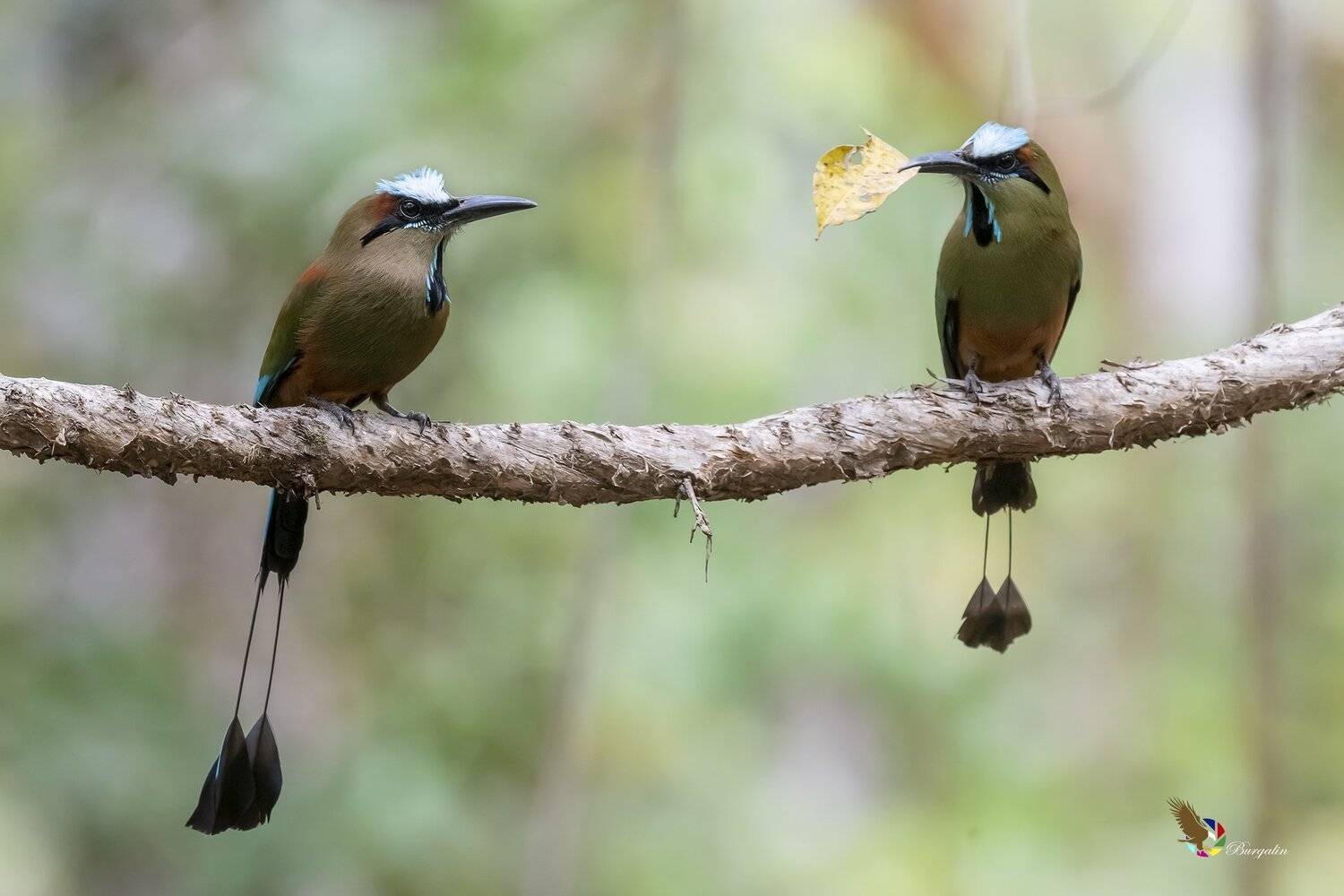 , Fernando Burgalin Sequeira