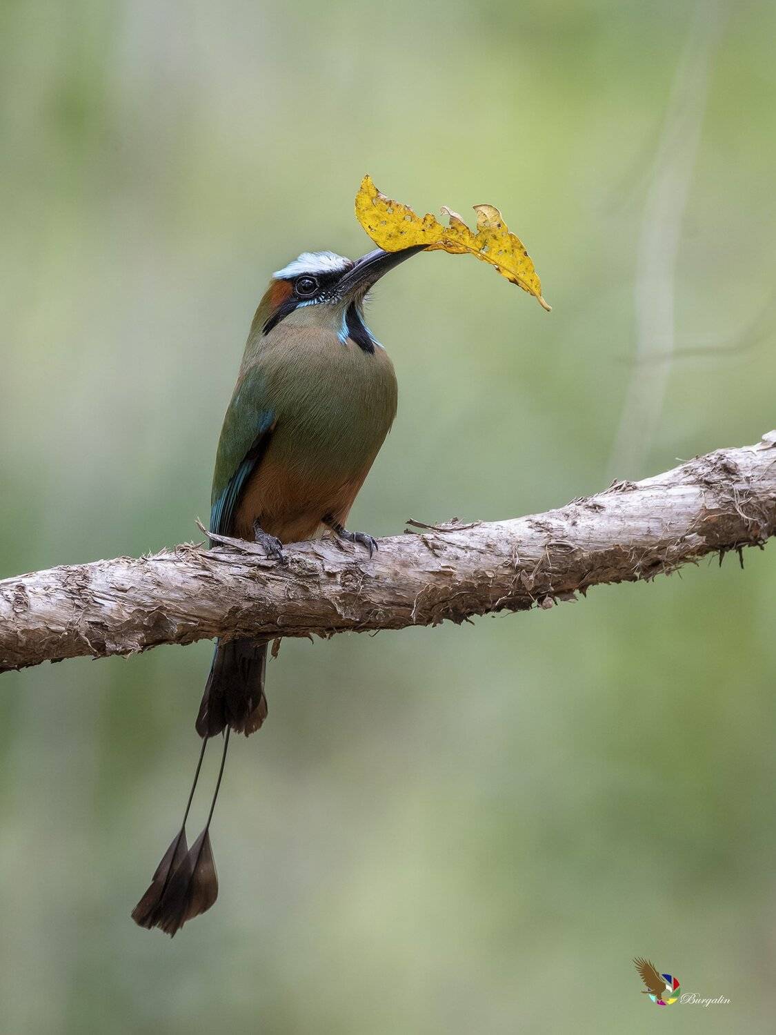 , Fernando Burgalin Sequeira