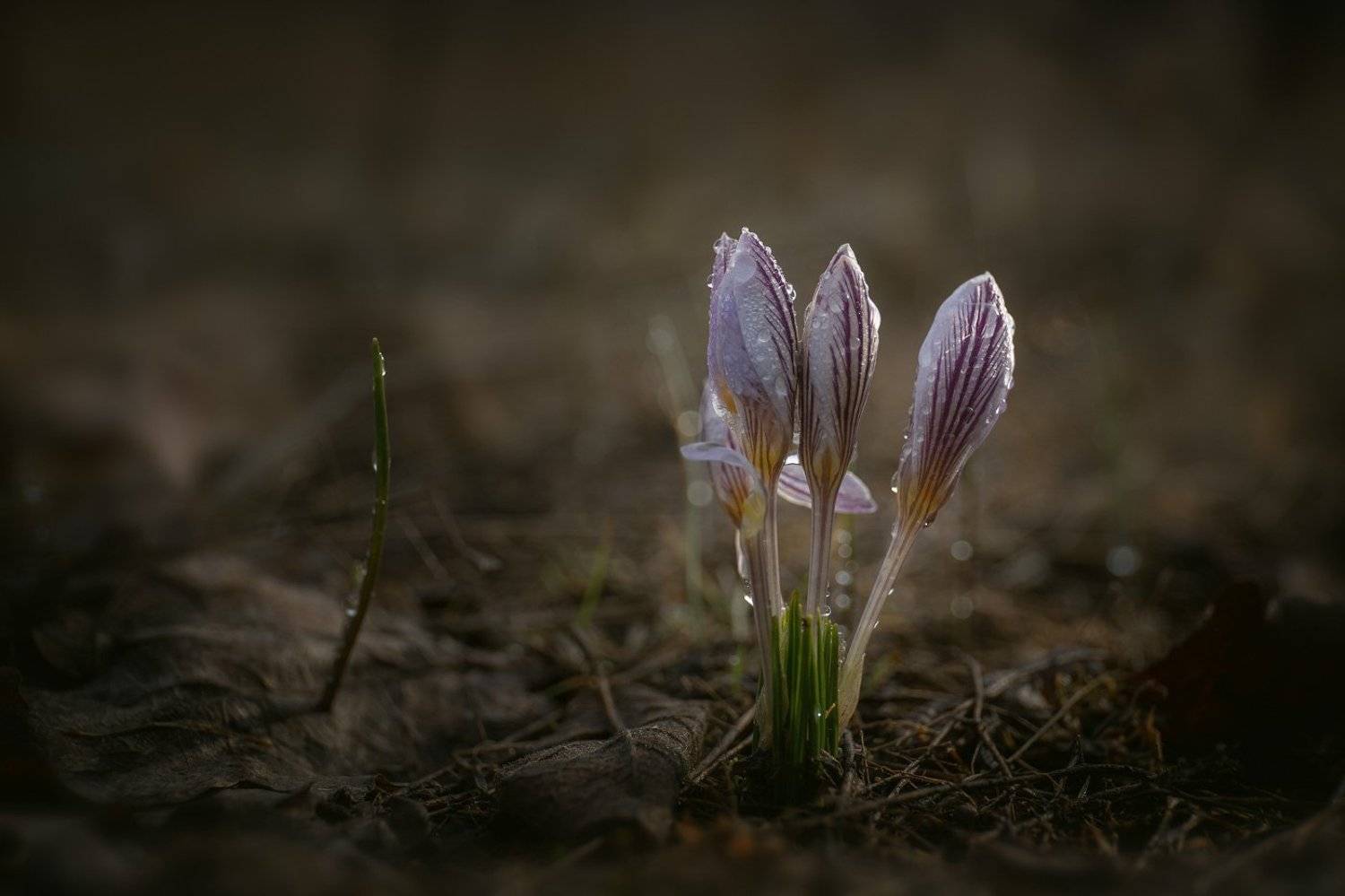 шафран, крокус, первоцветы, цветы, flowers, primulas, cr&oacute;cus reticul&aacute;tus, Алексей Юденков