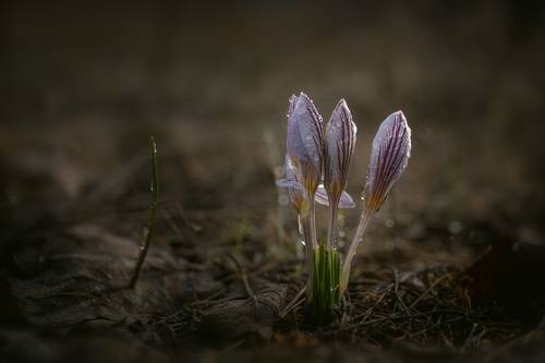 Шафран сетчатый