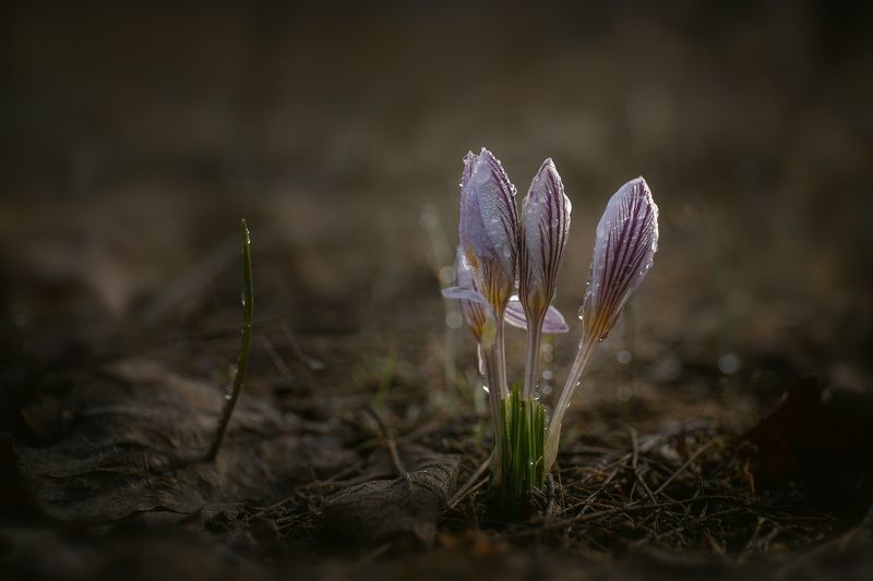 шафран, крокус, первоцветы, цветы, flowers, primulas, crócus reticulátus Шафран сетчатый фото превью