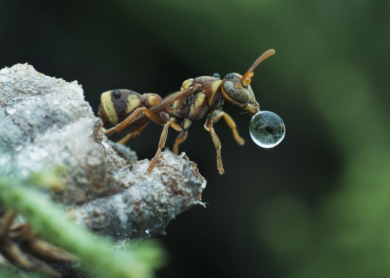 Wasp Blowing Water Bubble фото превью
