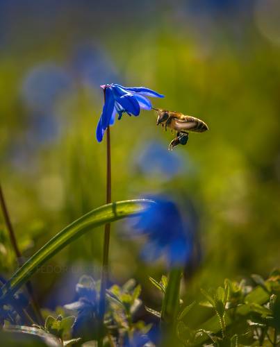 Пчёлы за работой