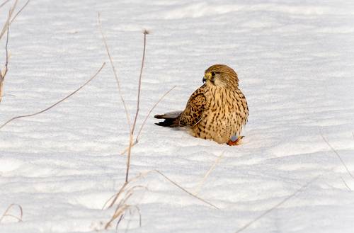 Пустельга (самка).