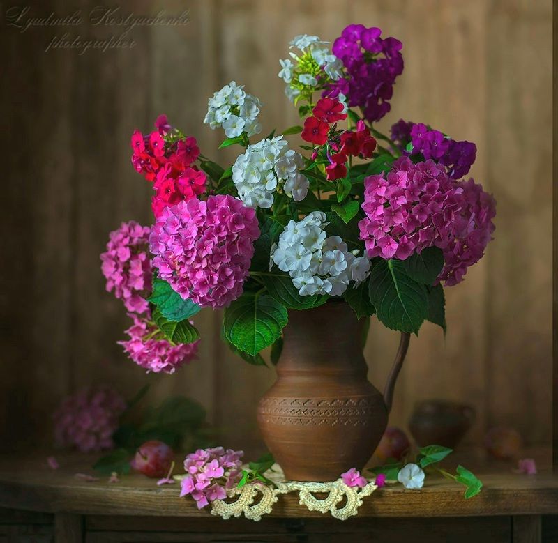 художественное фото,натюрморт,букет с цветами,флоксы,гортензии. Гортензии с флоксами. фото превью