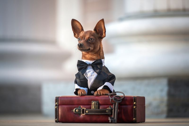 к путешествию готов фото превью