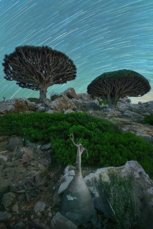 сокотра йемен socotra soqotra yemen драконово дерево звёзды хоровод startrails startrail Вечера на хуторе близ Хомхила, о.Сокотра фото превью