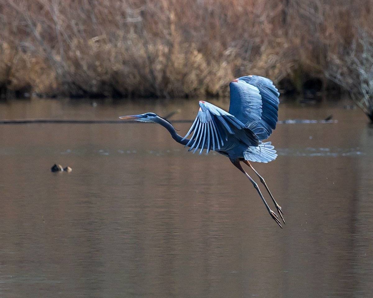 , Леонид Дьяченко