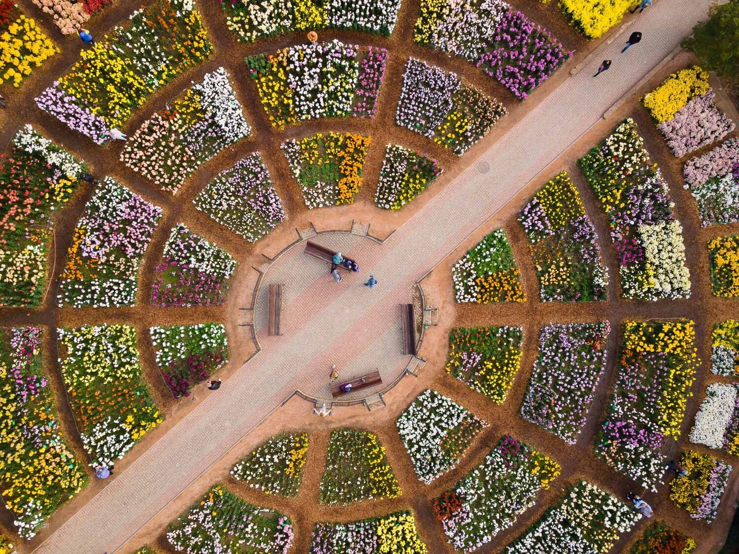 никитский сад, ялта, крым, никитский ботанический сад, ялтинский залив, ай-петри, черное море, выставка хризантем, хризантемы, осень в ялте, Serge Titov