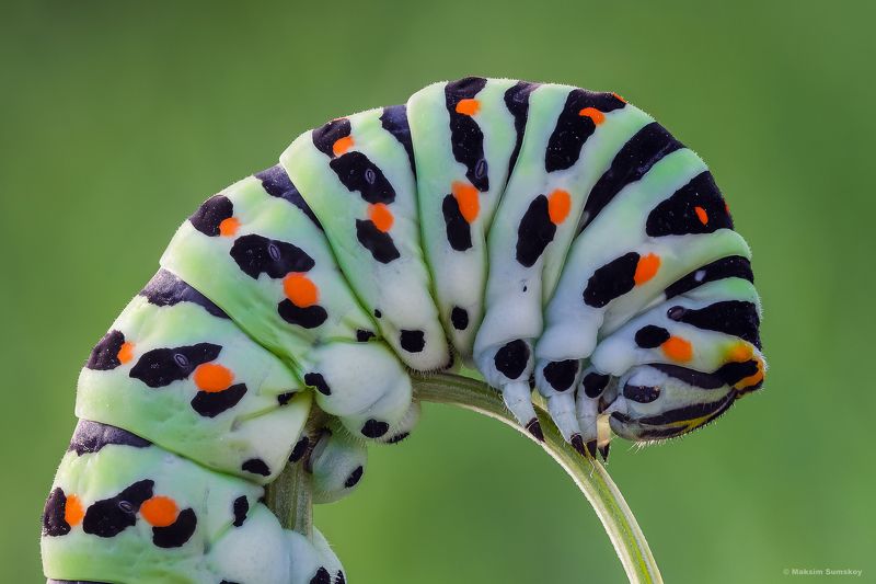 *** фото превью