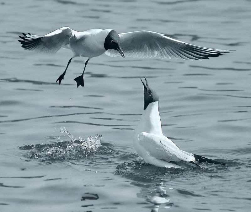 Ссора фото превью