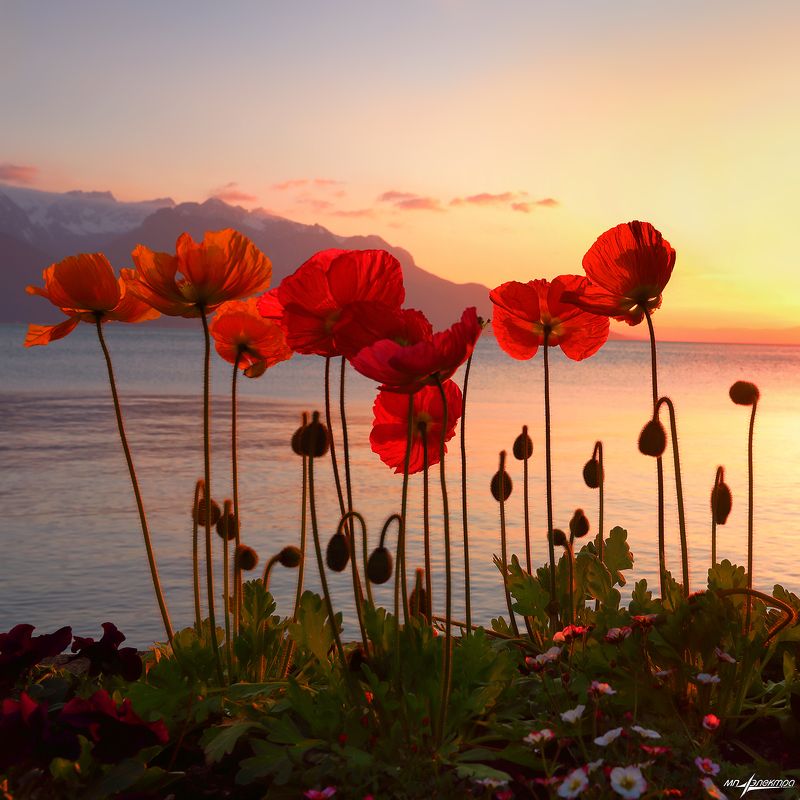 swiss,швейцария,весна,montreux Весна фото превью