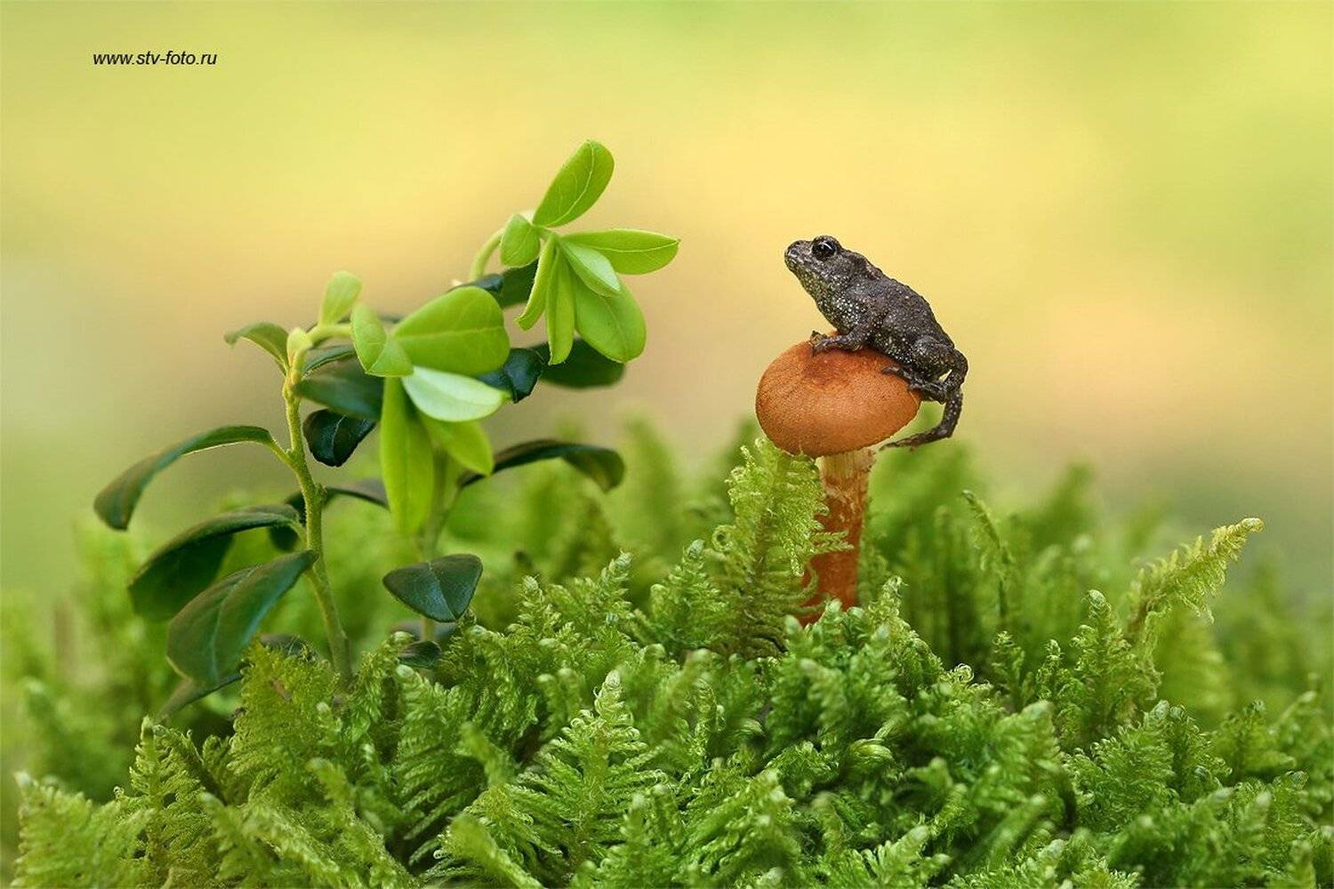 природа, лес, лягушка, макро, гриб, мох, macro, frog, forest, mushroom, Sokolova Tatiana