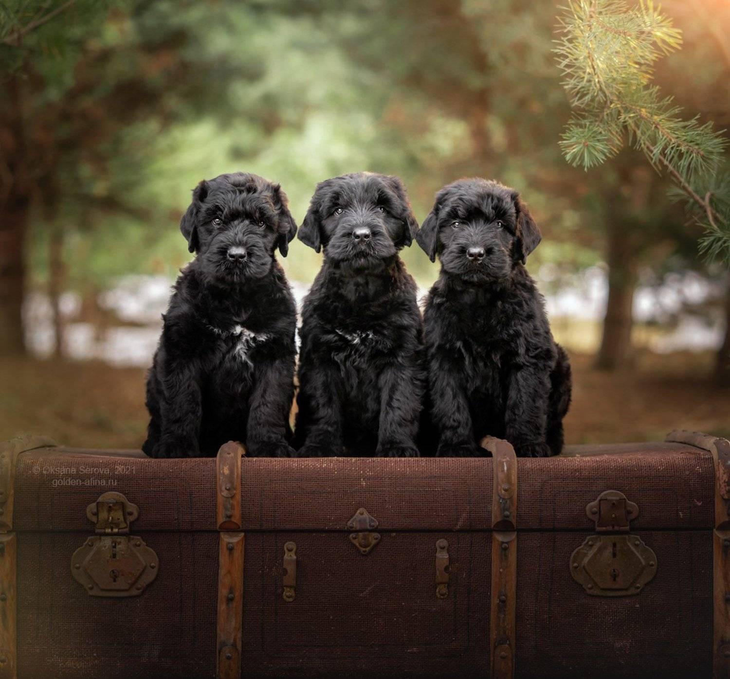 , Оксана Серова