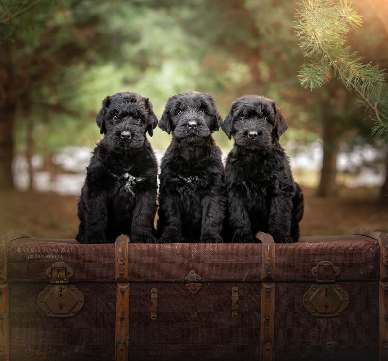 Трое из ларца фото превью