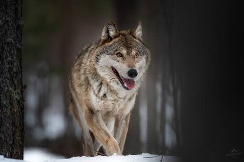 Красноборские сюжеты