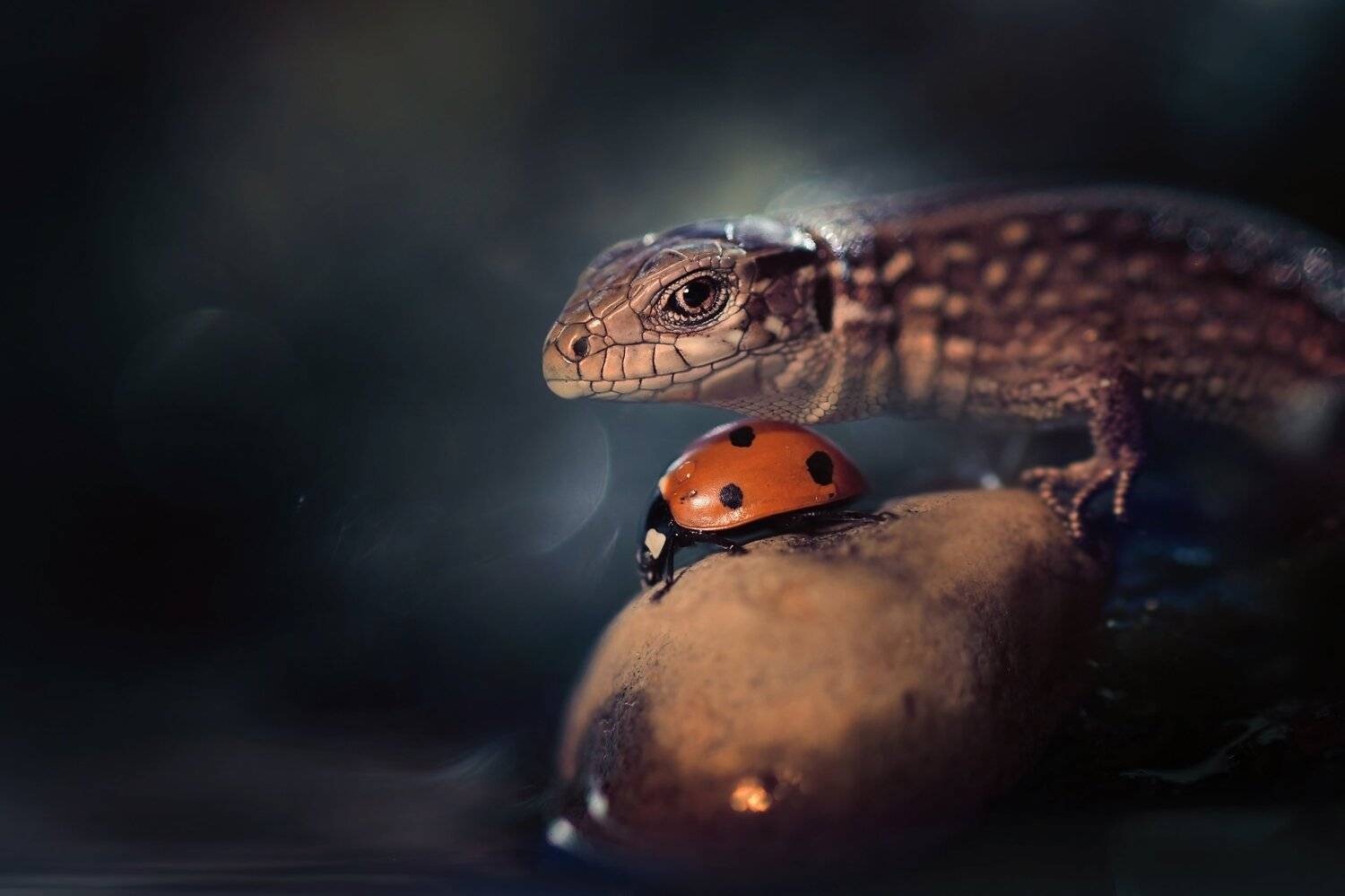 , Лапшина Владлена