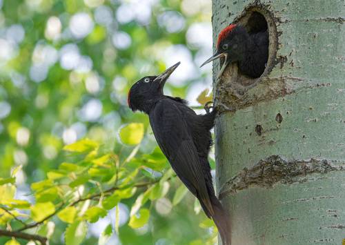 Мать, дай пожрать!