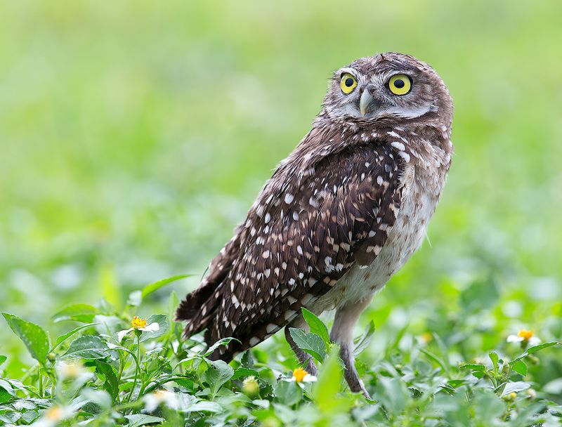 кроличий сыч, florida, burrowing owl, owl, флорида,сыч Burrowing Owl - Кроличий сыч фото превью