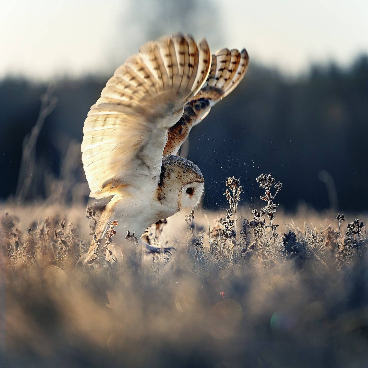 owl, winter, barn owl, wings, sunrise, Michaela Fire&scaron;ov&aacute;