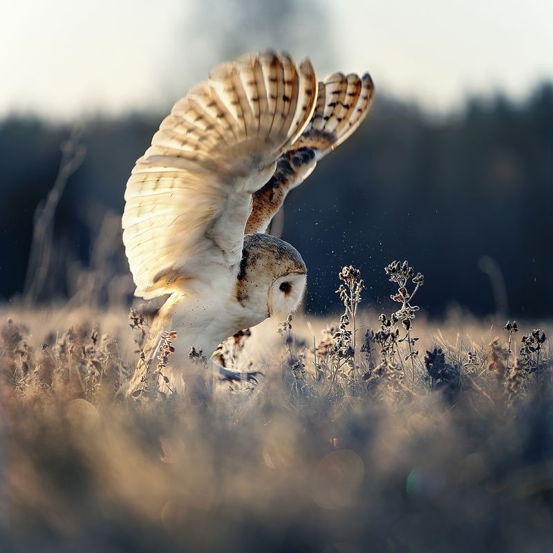 owl, winter, barn owl, wings, sunrise Sunrise with barn owl фото превью