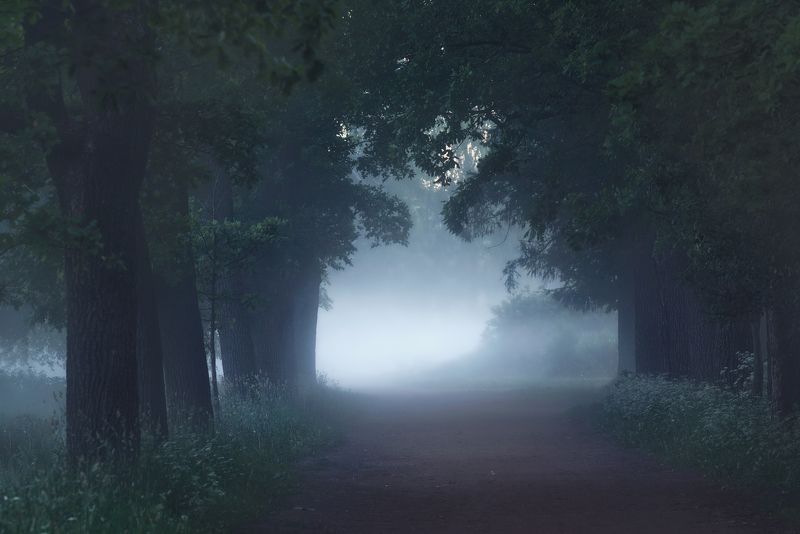природа, пейзаж, царское, царское село, пушкин, landscape, nature туман , рассвет Mysterious dawn... фото превью