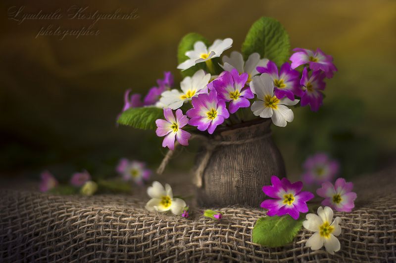 художественное фото,натюрморт,букет с цветами,примулы. Букетик примул фото превью