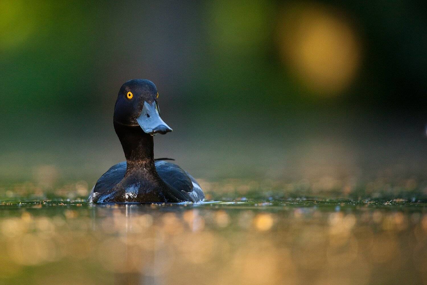 , Robert Adamec