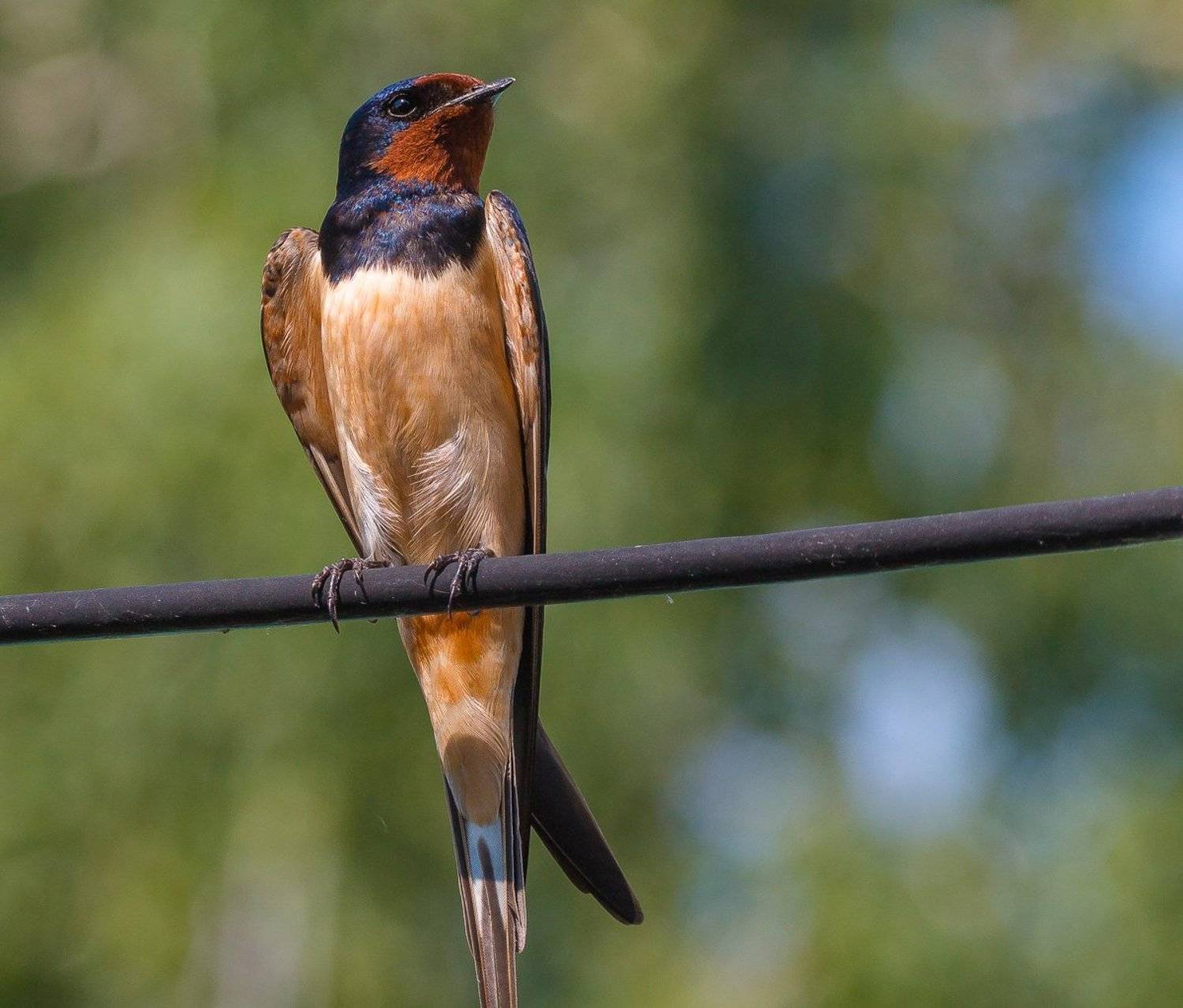 деревенская ласточка, птицы, лето, birds, wildlife, barn swallow, Алексей Юденков