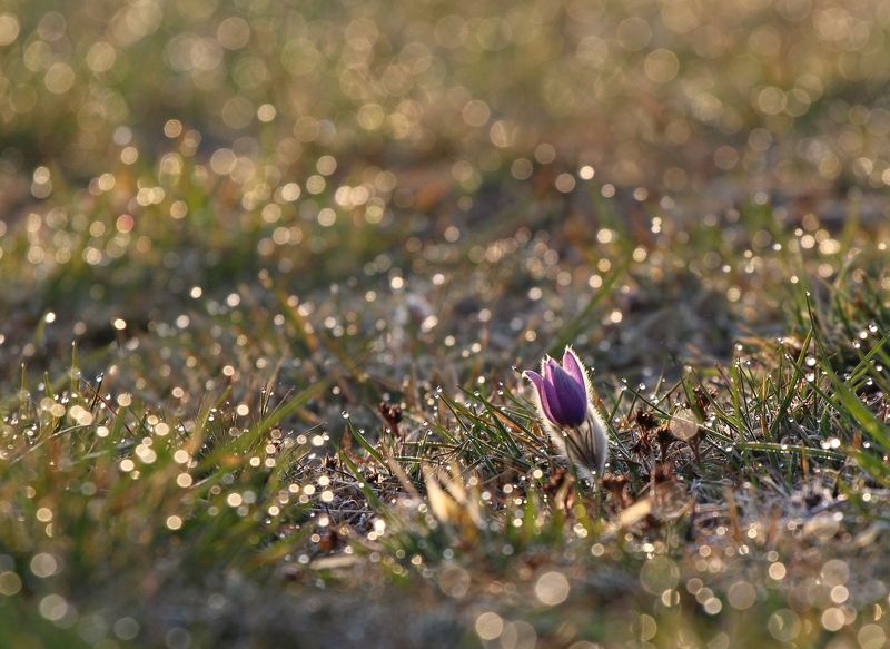 Pulsatilla фото превью