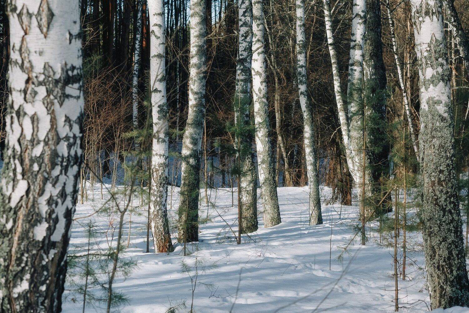 , Алексей Никитин