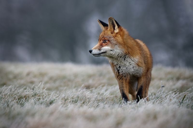 fox, red fox, winter, frost, snow Frosty morning with redfox фото превью