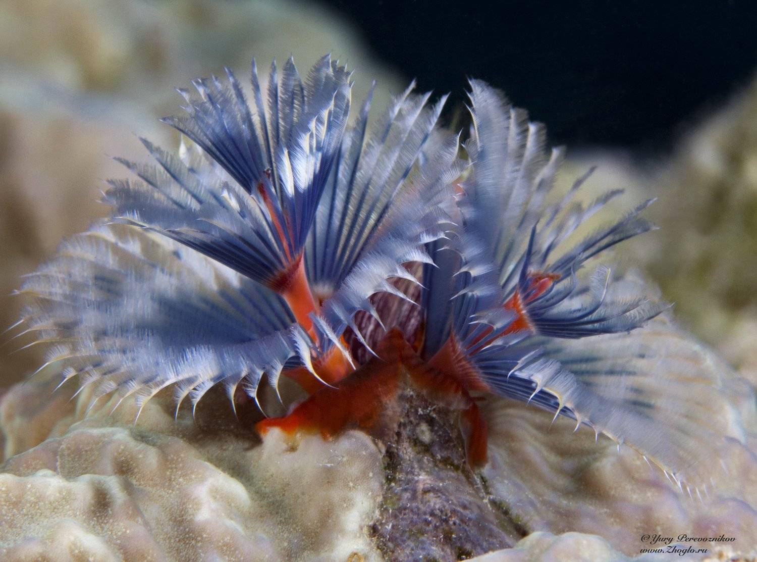 подводное фото подводный мир хургада египет жогло zhoglo красное море, Юрий Перевозников