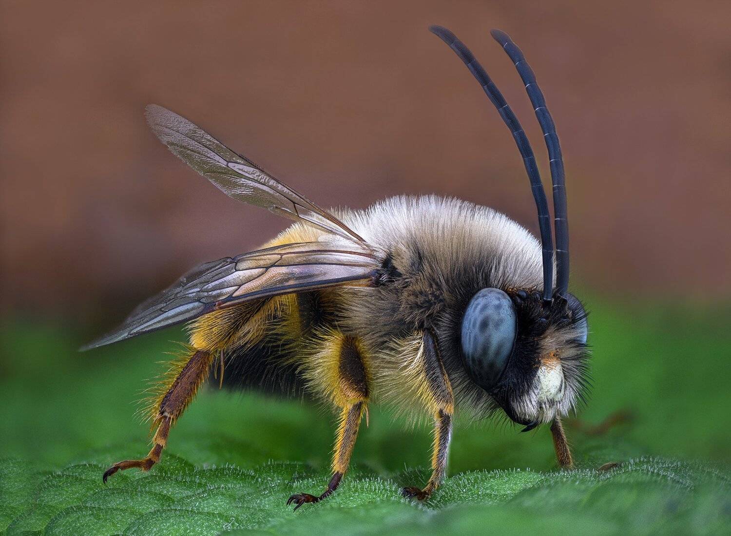 ceclii, macro, nikon d3400, lomo 3.7, Tsvetan Ganev