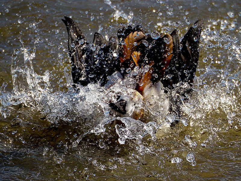 водные процедуры фото превью