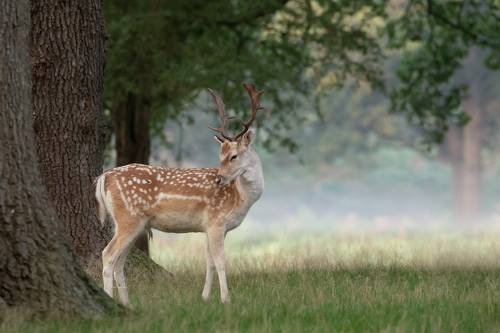 Fallow Deer