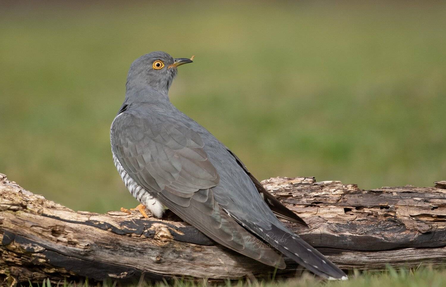 cuckoo, birds, animals, nature, wildlife, canon, canon 100-400, MARIA KULA