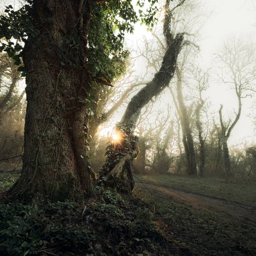 Туманный лес у подножия горы Ильяс Кая