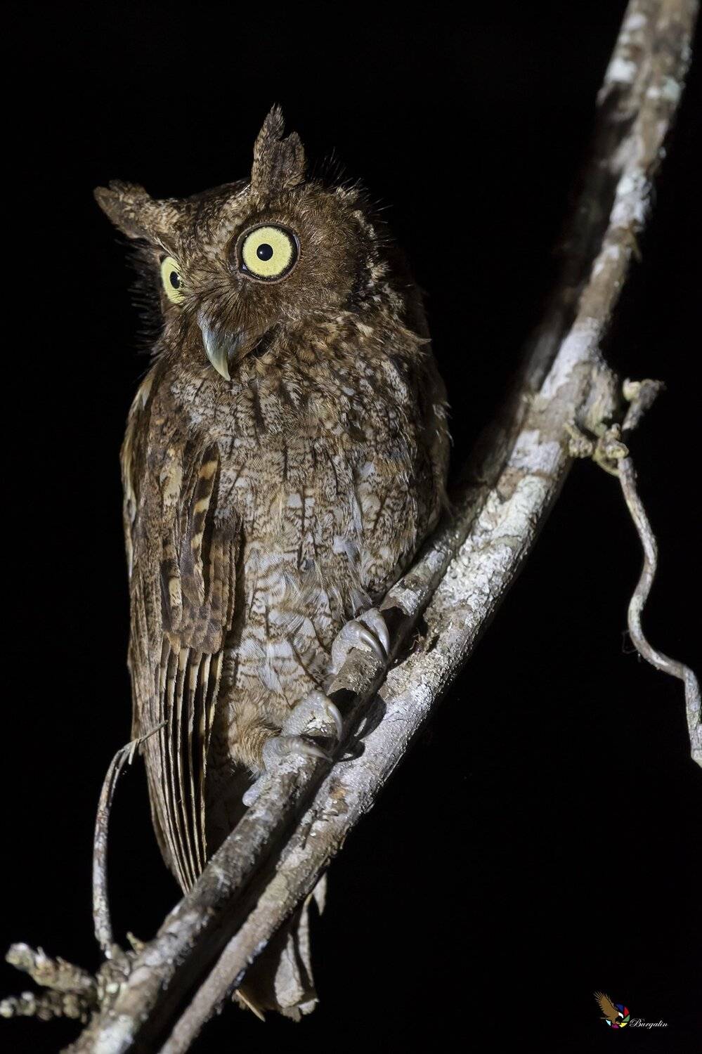 , Fernando Burgalin Sequeira