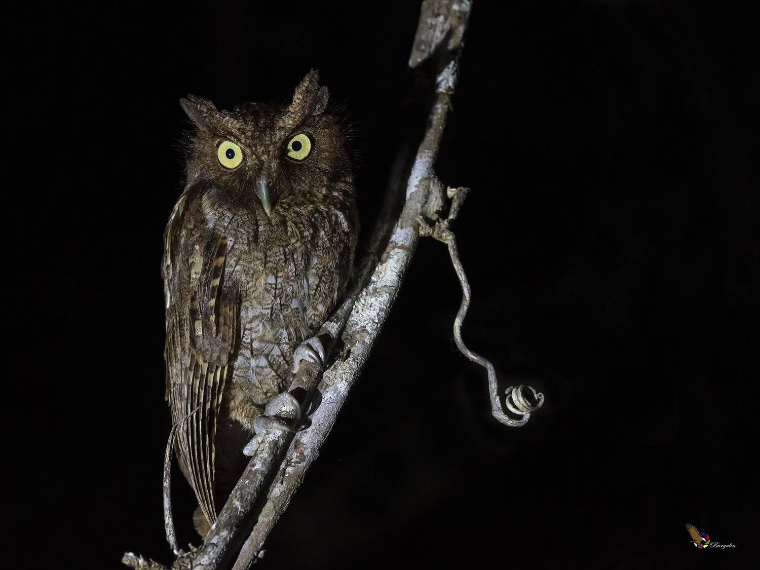 , Fernando Burgalin Sequeira