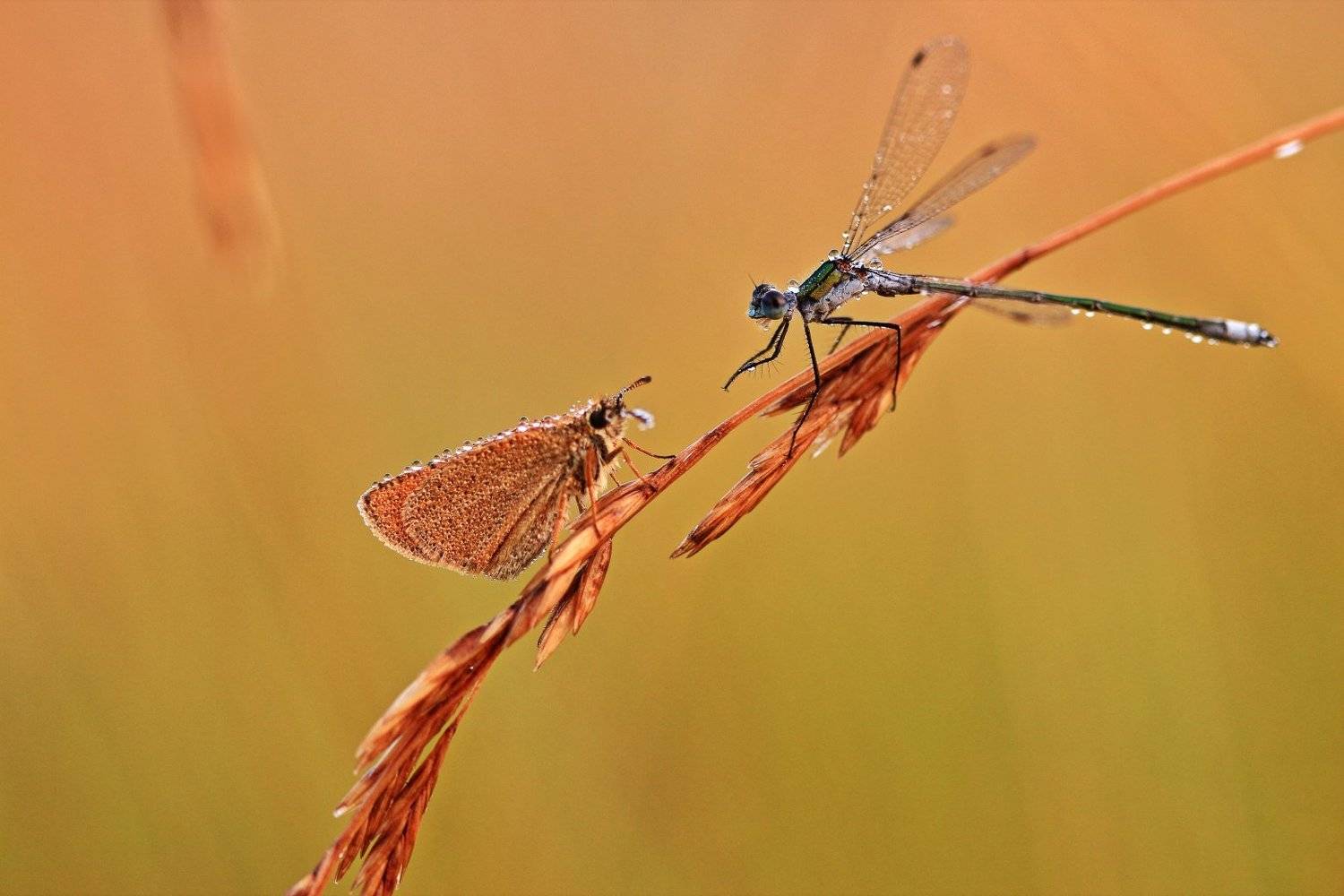 , Олег Резенов