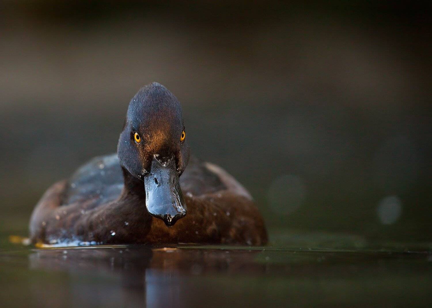 , Robert Adamec