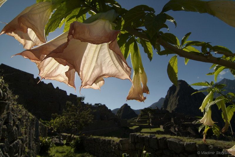 Мачу-Пикчу, Перу, путешествие, приключение, цветы, горы, Анды, Америка, шагнивнеизведанное Мачу-Пикчу, из серии фото превью