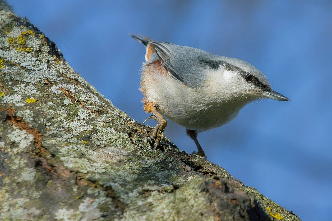 птицы, поползень, birds, wildlife, nuthatch, Алексей Юденков